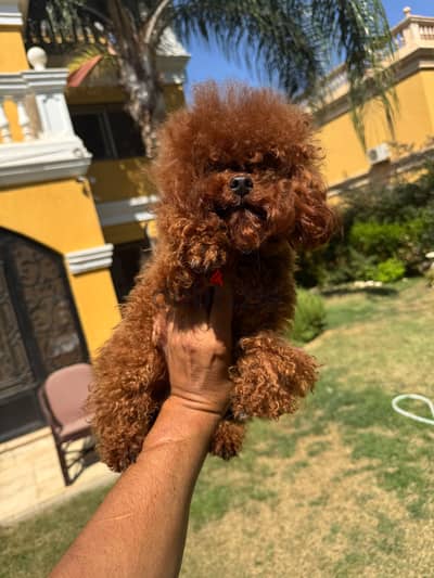Available Poodle Puppies