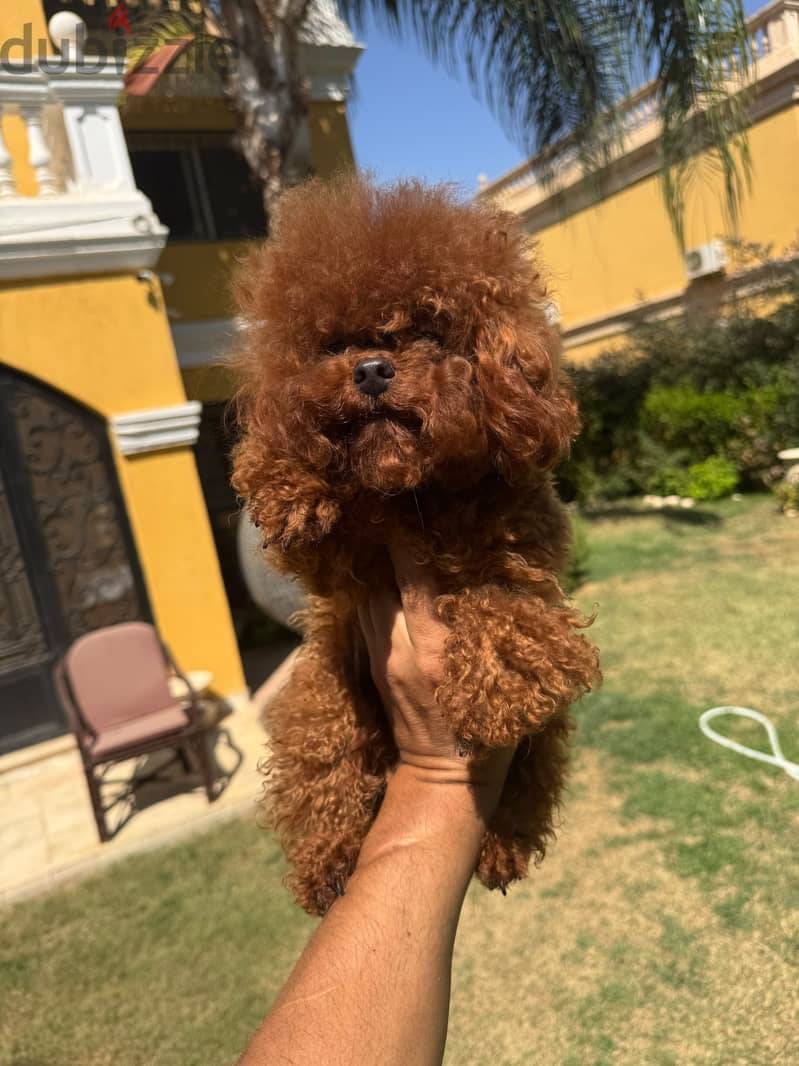 Available Poodle Puppies 1