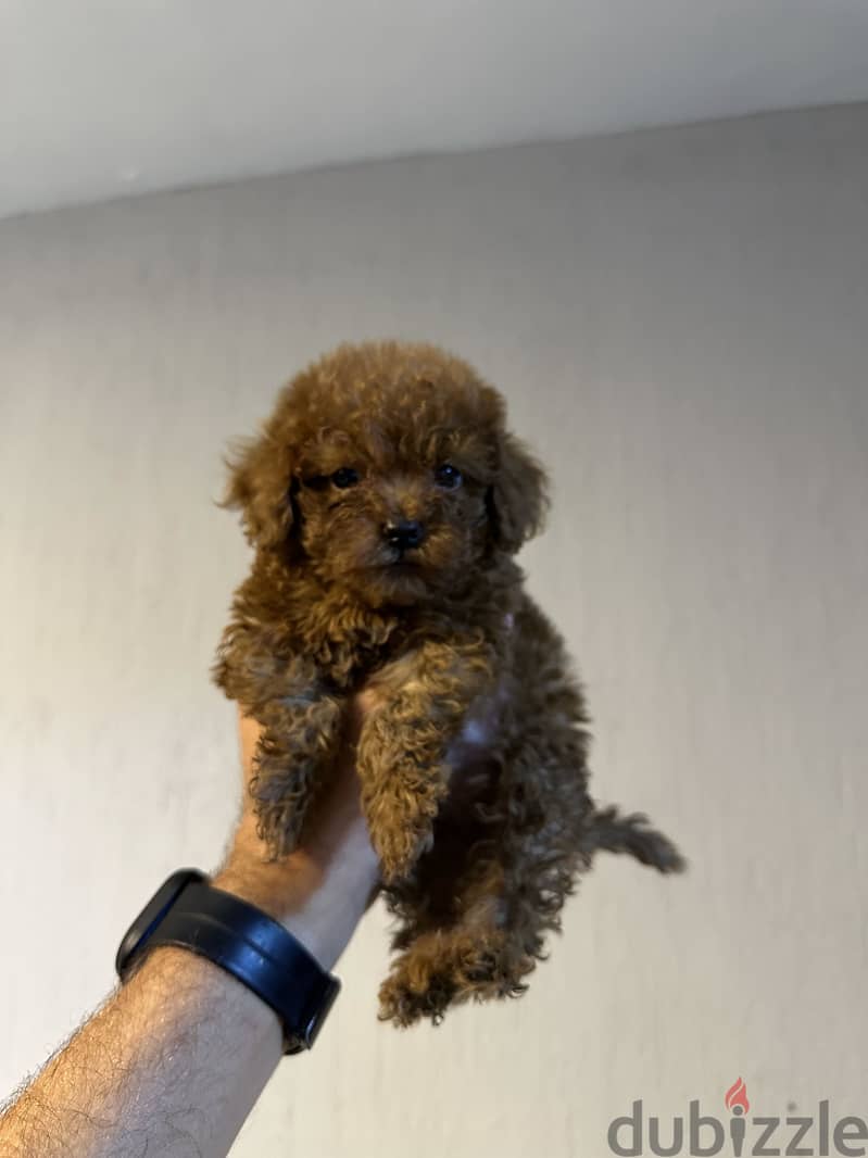 Available Poodle Puppies 2