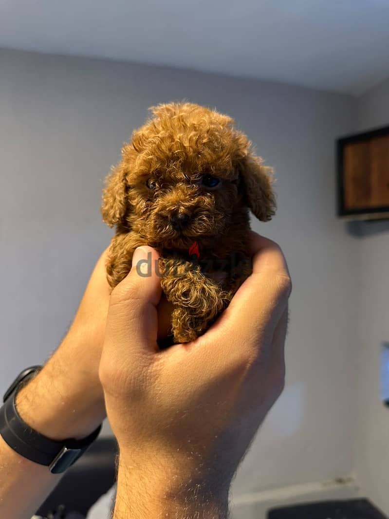 Available Poodle Puppies 3