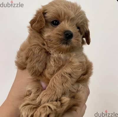 Maltipoo puppy  مالتي بو