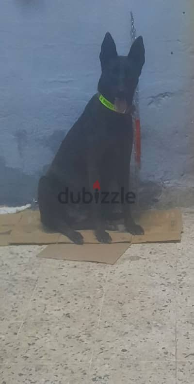 نتايه مالينو دارك