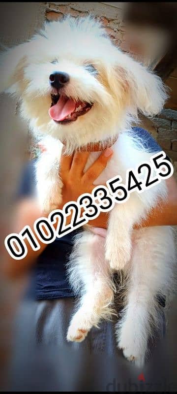 للبيع دبدوب هافينيز عمر ثلاث شهور 01022335425
