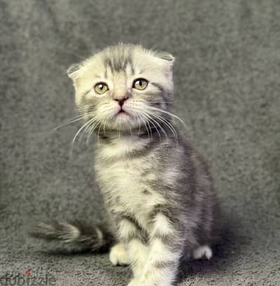 Scottish fold and straight cats قطط سكوتش فولد و ستريت