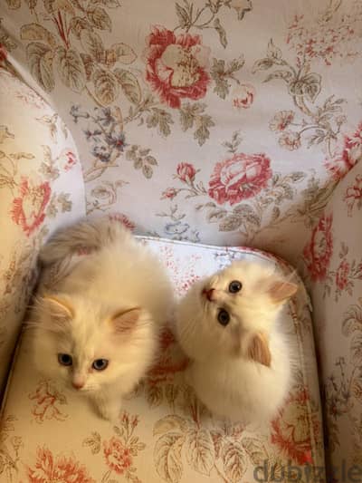 Ragdoll-chinchilla Kittens for sale