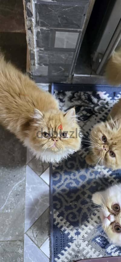بيرشن زرار بيور مستوي عالي