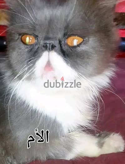 قطة اكزوتك لونج هير لسان متدلي (معقمة)