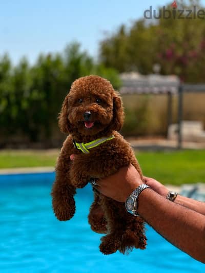 اجمل واطعم ولد toy poodle