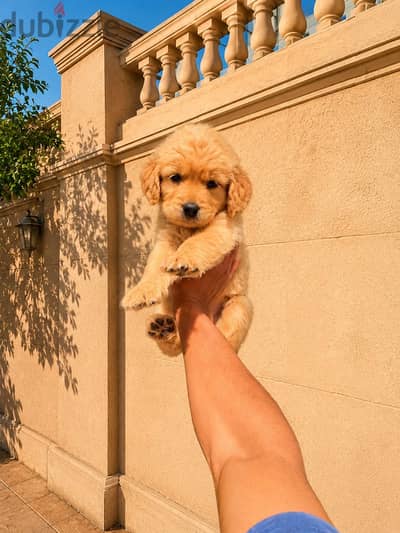 جولدن golden retriever