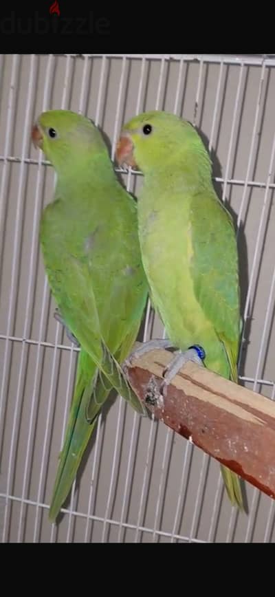 دره هندي لسه مفطوم