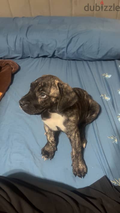 Pressa canrio puppy