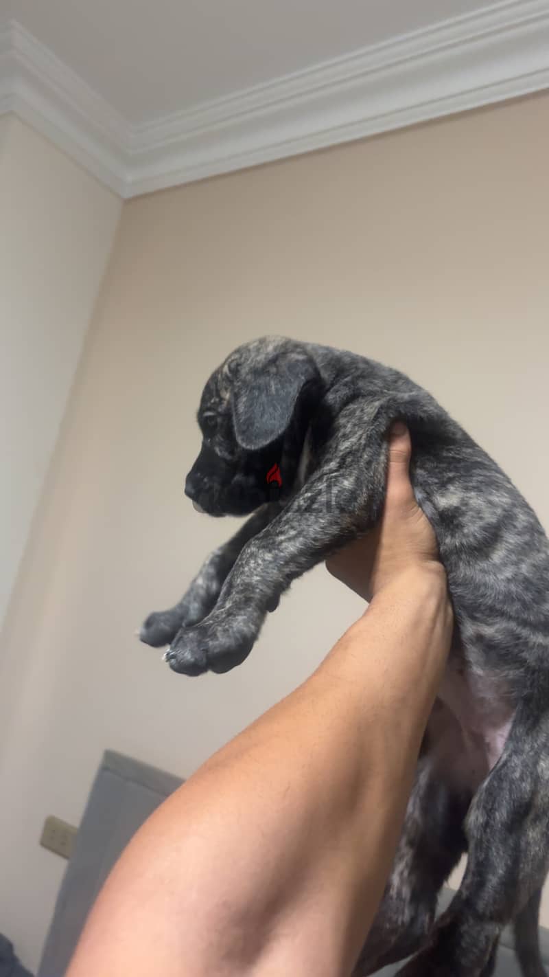 Pressa canrio puppy 1