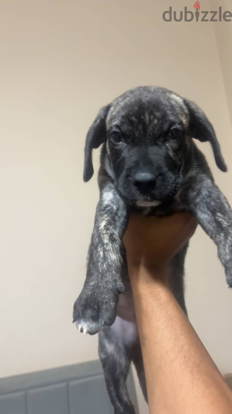 Pressa canrio puppy 2