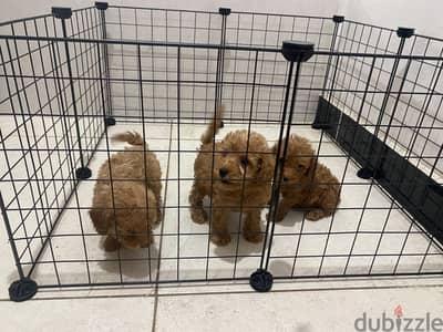 Limited Quantity toy poodle puppies