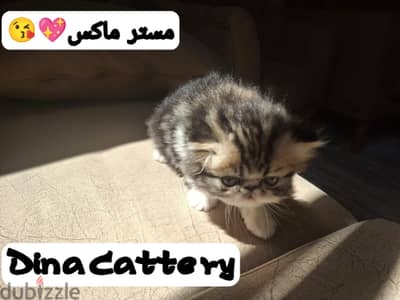 قط بيرشن زرار