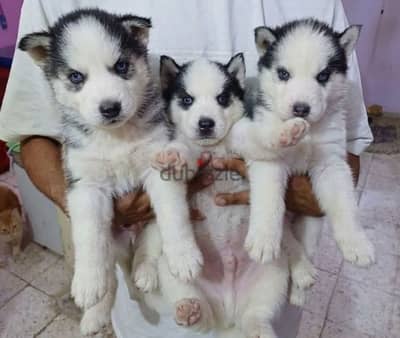 Alaskan malamute