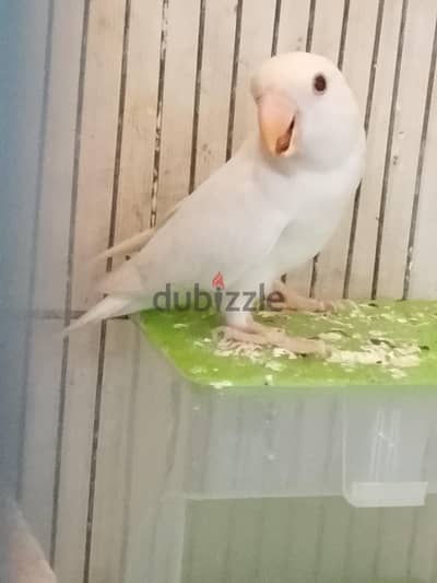 عصافير روز