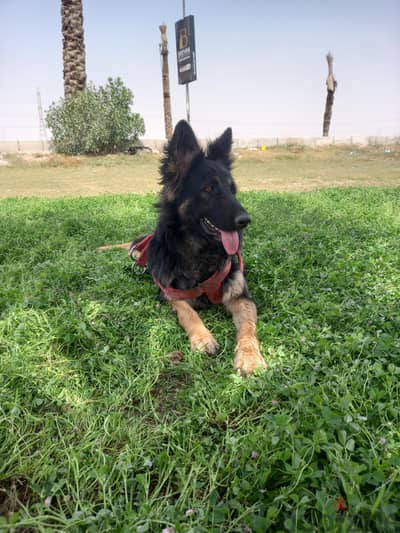 أنثى جرمن دم حامى  مدربة