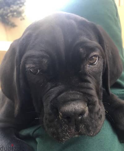 Cane Corso