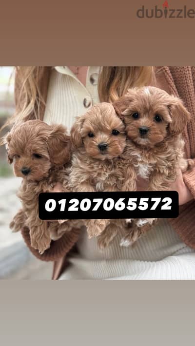 Maltipoo - toy poodle مالتي بو - توي بودل