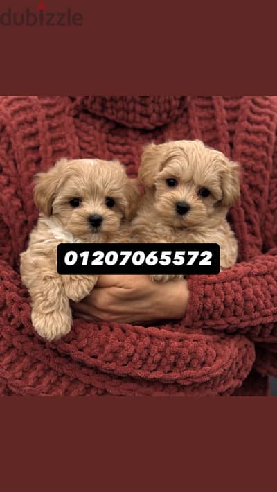 Maltipoo - toy poodle مالتي بو - توي بودل