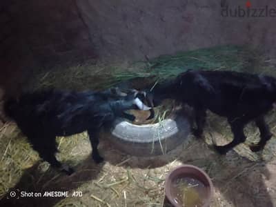 دشنا  العزب المصري