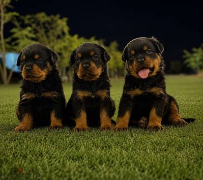 Rottweiler |  روت وايلر