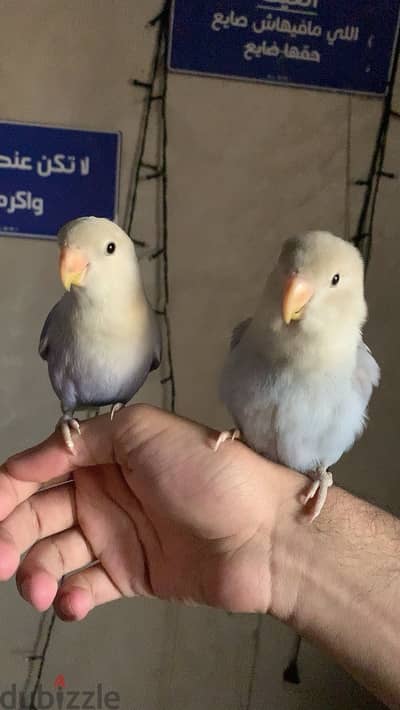 طيور حب روز أنثين