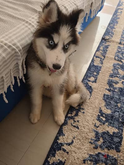 female husky for sale