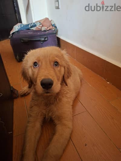 3 months old vaccinated golden retriever puppy