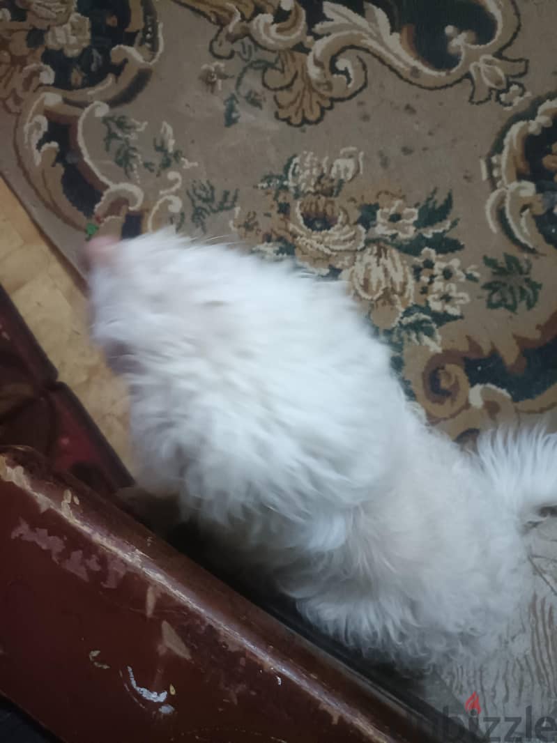 جيريفون المانى اصلى 2