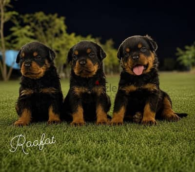 Rottweiler |  روت وايلر
