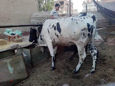 عشار ٦ شهور سايبه