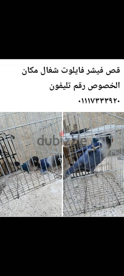 قص فيشر فايلوت شغال