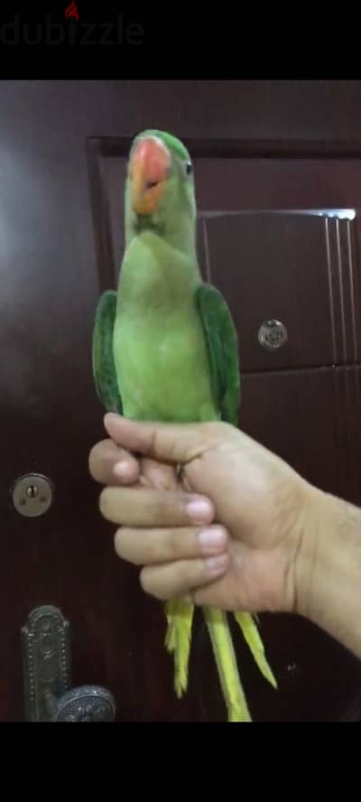 بغبغاء دره امريكي