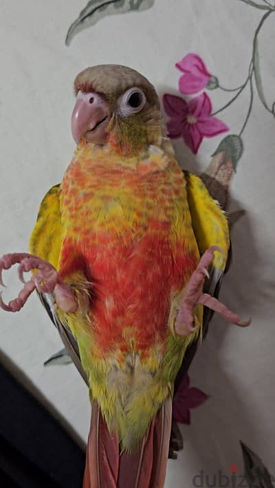 pineapple conure أليف جدا عمر ٣ شهور
