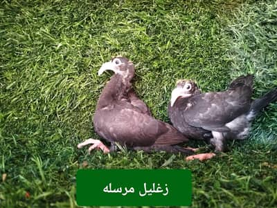 زيادات مستويات عالية للفرخ