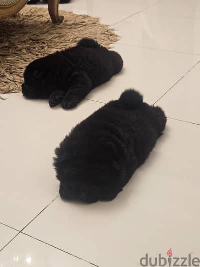 Newborn chowchow male and female for sale | كلب جرو شاوشاو للبيع ذكر و