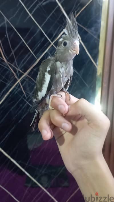 زغلول كوكتيل وايت فيس تاكيل يدوي  عمر ٤٠ يوم . عصافير. بغبغان