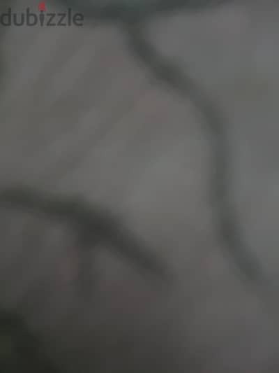 موجود فرختين هندي