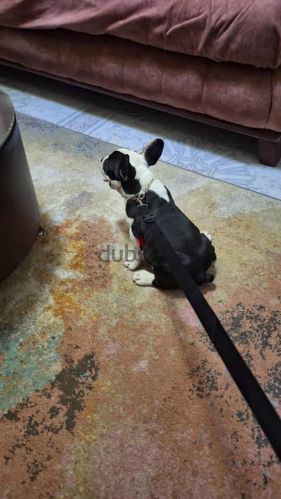 American bully for sale