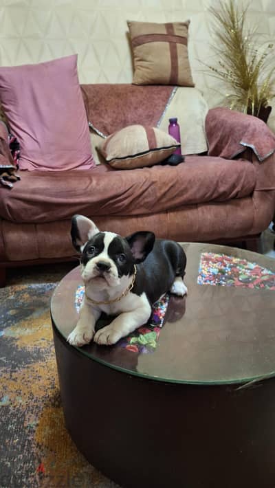 American bully for sale
