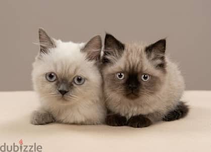 For Adoption