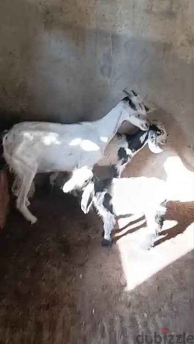 معزه كسره جوز اول ولد ليها وراها دكر ونتايه