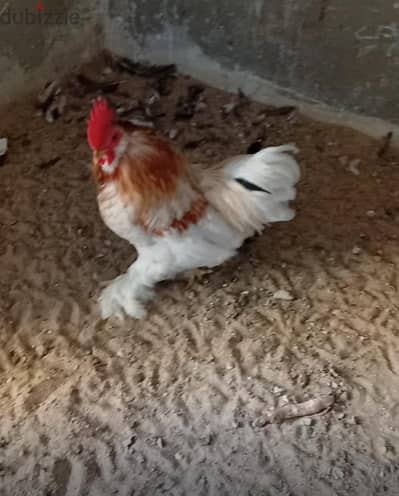اتنين ديك كوشي