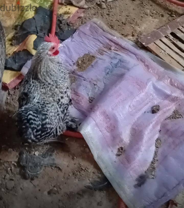 اتنين ديك كوشي 1