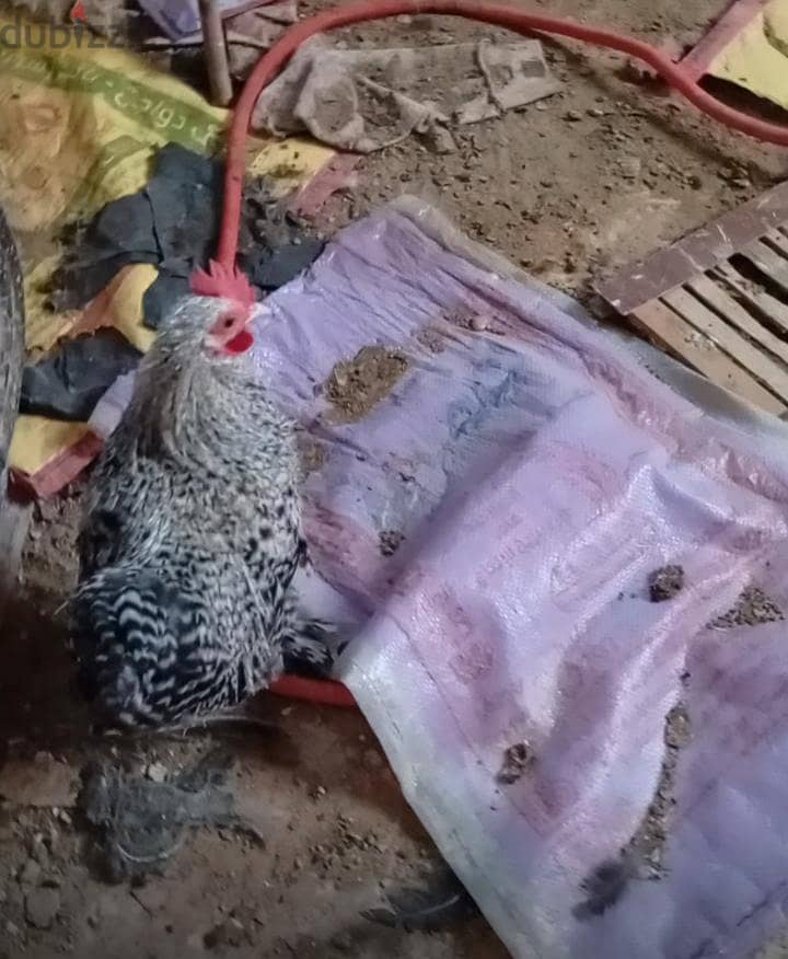 اتنين ديك كوشي 2