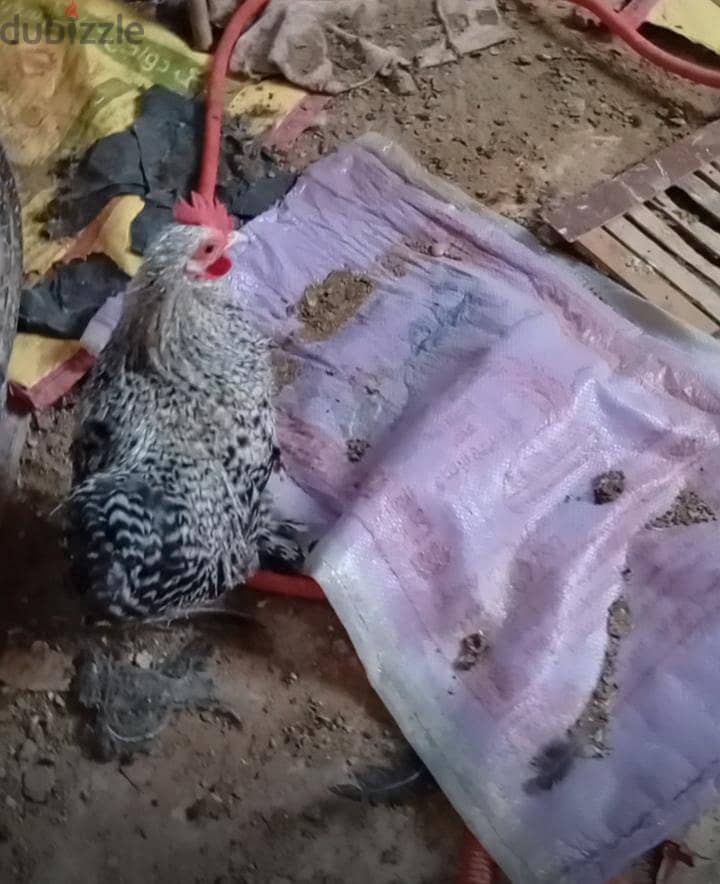 اتنين ديك كوشي 3