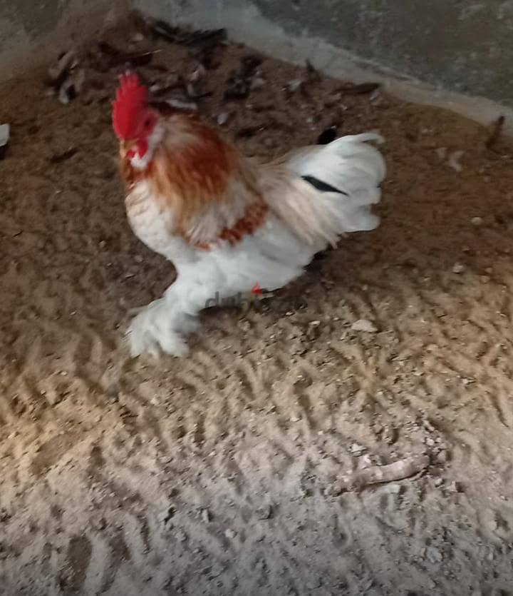اتنين ديك كوشي 4