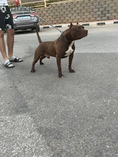 american pitpull